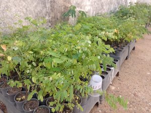 Igaci distribui três mil mudas de plantas nativas para arborizar o município