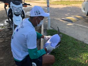 Mais de 90 animais foram resgatados este ano no litoral alagoano