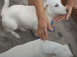 Polícia Civil esclarece caso de supostos maus-tratos a cachorros transportados em caminhonete