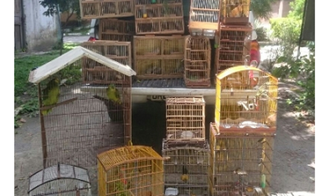 Polícia Ambiental apreende cerca de 100 pássaros silvestres em interiores