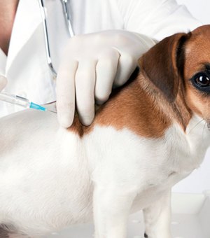 Mês do Cachorro Louco: CRMV alerta para prevenção contra a Raiva