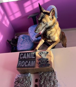 ﻿﻿Cão farejador faz treinamento em transportadora de Arapiraca e descobre drogas enviadas do Paraná