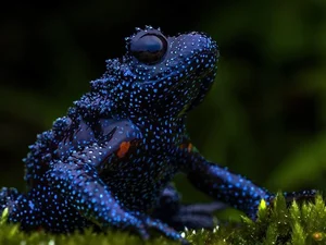 “Sapo-galáxia” impressiona com aparência que lembra céu estrelado