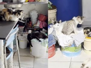 Família pede ajuda para retirar idosos de casa com lixo e animais em Arapiraca