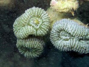 Coral ameaçado de extinção desova no mar da Praia de Maragogi