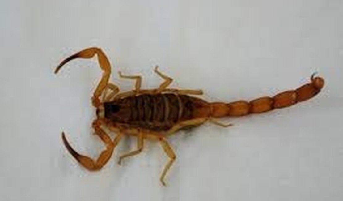 Existe uma invasão de escorpiões em Arapiraca, afirma biólogo do CCZ