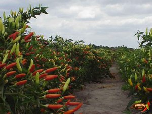Produtor de pimenta deve pagar multa por trabalho clandestino