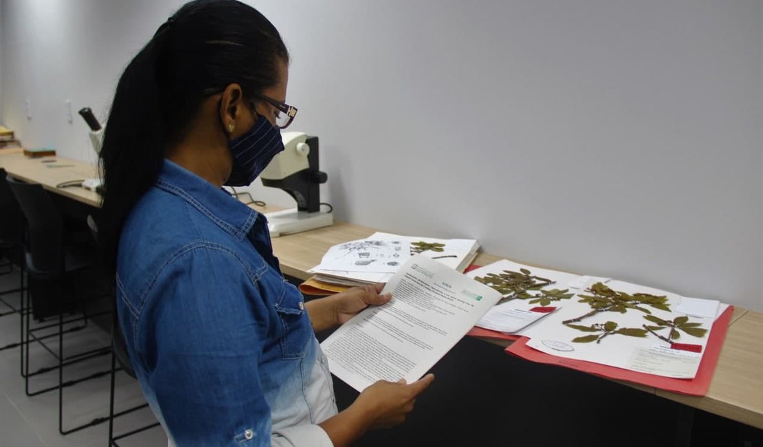 Pesquisadores descobrem nova espécie de árvore em Alagoas