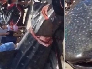 [VÍDEO] Tubarão-baleia vivo é cortado em pedaços em mercado chinês