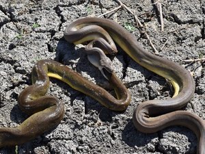 Cobra píton engole e depois “vomita” serpente da mesma espécie