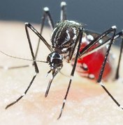 Alagoas apresenta estabilidade no número de óbitos por dengue nesta semana