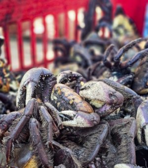 Operação resgata 700 aves e caranguejos mantidos e vendidos ilegalmente em Arapiraca