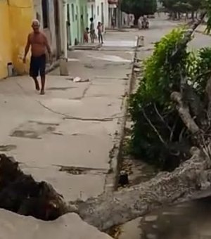 [Vídeo] Árvore cai no meio da rua após forte ventania em Arapiraca