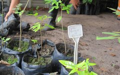 Mudas de espécies nativas cultivadas no campus Ufal Arapiraca