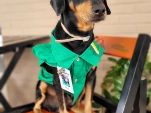 Cão que foi abandonado é 'promovido' de frentista a gerente em MT