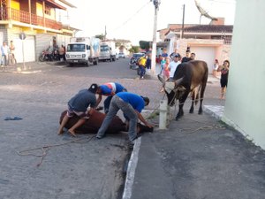 [Vídeo] Dez bovinos fogem de cercado e assustam populares em Arapiraca