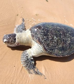 Tartaruga-verde é encontrada morta na orla de Cruz das Almas