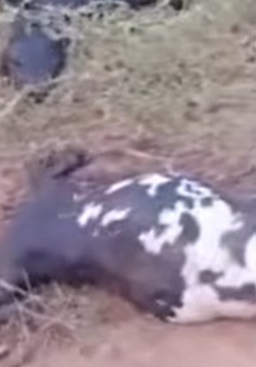 [Vídeo] Animais são encontrados mortos em propriedade rural de Palmeira dos Índios