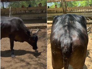 Pecuarista mostra boi baleado  após ataque de grupo armado em conflito com prefeito