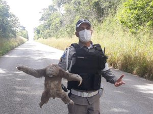 Bicho preguiça é resgatado pelo BPRv tentando atravessar a AL-105