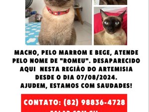 Família faz apelo para encontrar gato desaparecido em Maceió