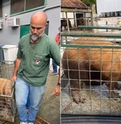 Capivara espancada por grupo na Ilha do Governador volta à natureza após dois meses de tratamento