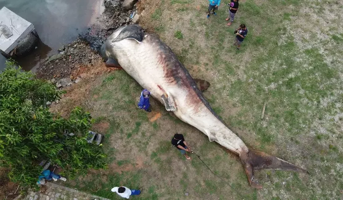 Registro raro mostra maior peixe do mundo sendo encontrado morto no ES