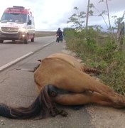 Animal morre após colidir contra motocicleta na rodovia AL-220