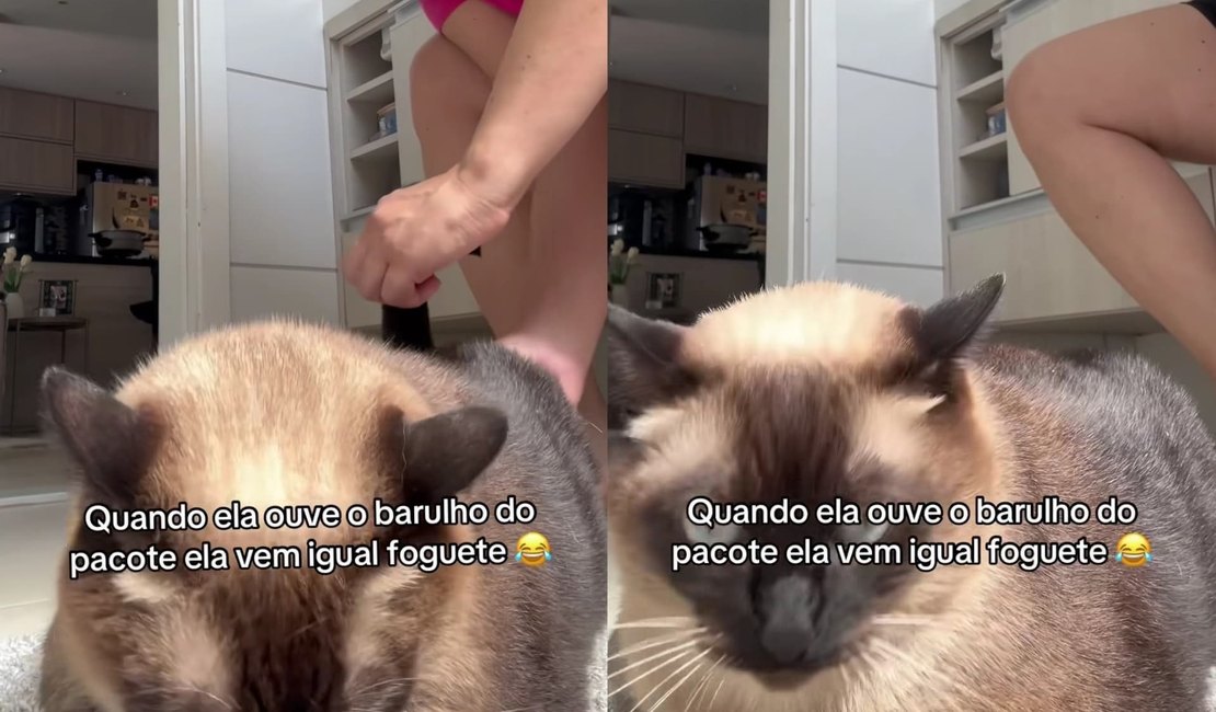 [Vídeo] Gata arranca risadas ao exigir lenço umedecido para a própria higiene