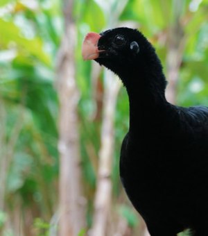 IMA atua na reintrodução do Mutum-de-alagoas e fortalece preservação da fauna alagoana