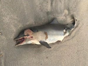 Mergulhador encontra golfinho morto na praia de Maragogi