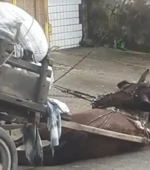 Cavalo morre eletrocutado após fios de alta tensão caírem no Mercado da Produção, em Maceió