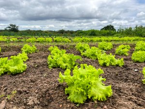 Governo fortalece programas e beneficia mais de 60 mil agricultores familiares em Alagoas