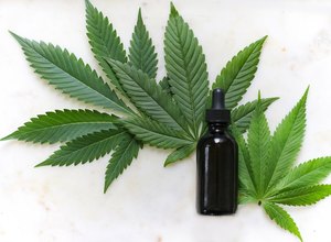 Cultivo da maconha pode colocar Brasil como grande exportador