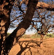 Dia do Meio Ambiente destaca ações de enfrentamento à desertificação