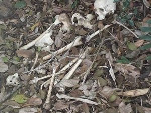 Ossada humana é encontrada em área de mata  