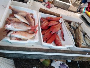Feira do Peixe aquece comércio de Porto Calvo