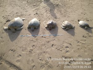 Tartarugas são encontradas mortas em praia de Japaratinga