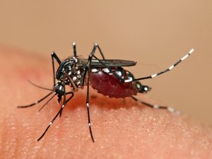 AL registra 129 casos de microcefalia, segundo dados do MS