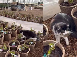 Gato “funcionário” vira herói após capturar rato em loja