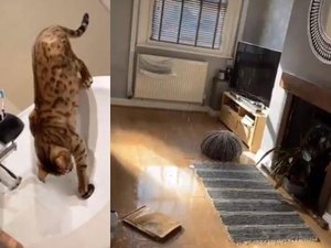 Gata inunda casa após fechar ralo e abrir torneira quando estava sozinha