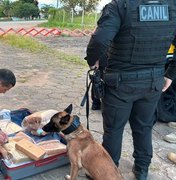 Ônibus é interceptado com mais de 30kg de maconha em São Sebastião