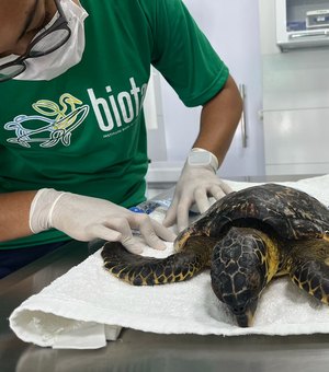 Tartaruga marinha jovem é resgatada na Praia da Barra de São Miguel