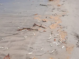 [Vídeo] Peixes mortos são encontrados em praia na Barra de Santo Antônio