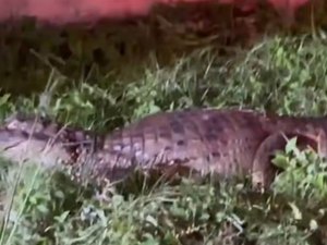 Jacaré é resgatado na Praia do Francês e encaminhado ao Ibama em Maceió