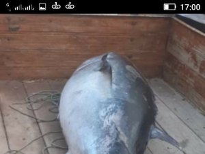 Universidade analisa se atum encontrado em Japaratinga era monitorado