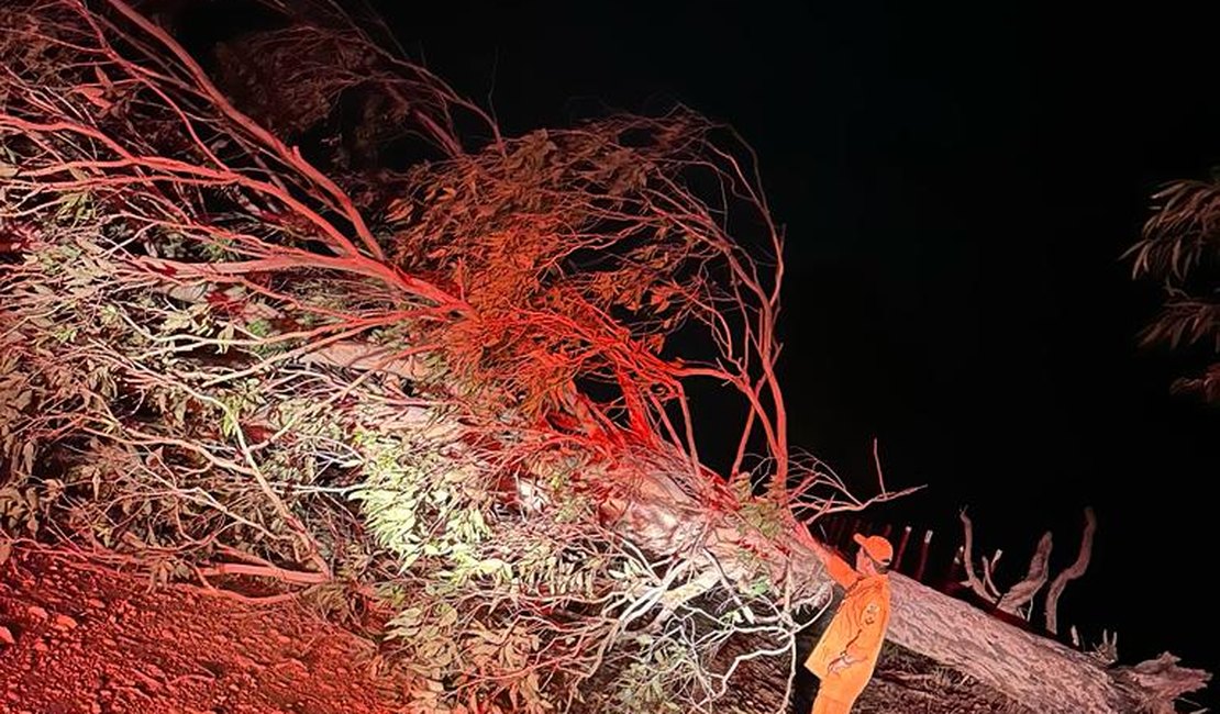 Árvores caem e obstruem estrada em Penedo