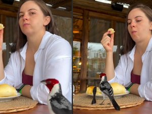 Ave rouba café da manhã de turista em Ilhéus e vídeo viraliza na web