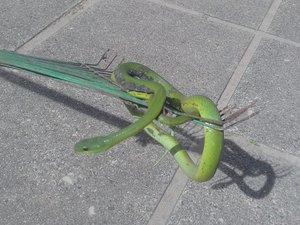 Cobra é resgatada em telhado de residência em Rio Largo