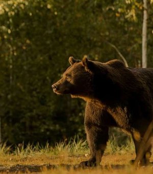 Príncipe é acusado de matar o 'maior urso vivo da Europa'